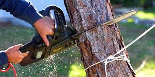How Our Tree Care Process Works  in  Regency At Monroe, NJ