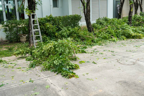 Trusted Regency At Monroe, NJ Tree Services Experts